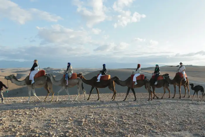 Traditional camel ride experience in Agafay desert near Marrakech